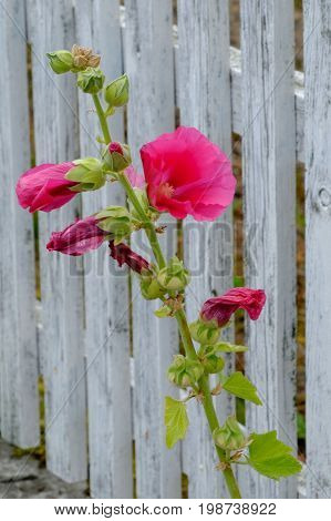 summer on the danish Island of bornholm