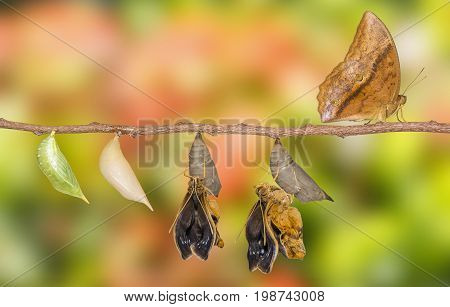Life Clycle Of Common Duffer Butterfly ( Discophota Sondaica Boisduval ) On White