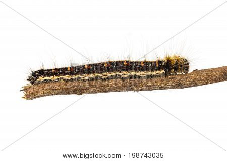 Last Instar Caterpillar Of Common Duffer Butterfly ( Discophota Sondaica Boisduval ) Walking On Twig