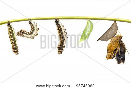 Life Clycle Of Common Duffer Butterfly ( Discophota Sondaica Boisduval ) On White