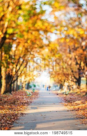 Colorful foliage in the autumn park soft focus background