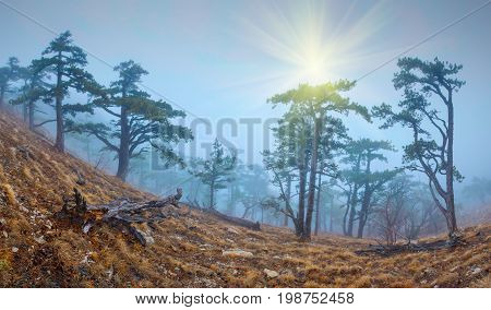 Iograf Forest2