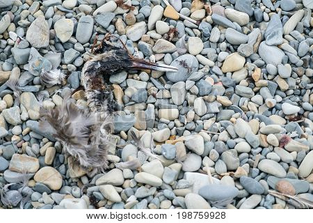 A bird skeleton on the floor stownes