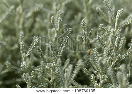 Leaves of a cotton lavender (Santolina chamaecyparissus)
