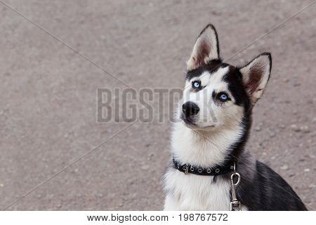 Dog puppy breed Siberian husky on a gray background