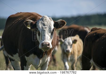 Laesoe Denmark - July 28 2017: A herd of free range cows on green pasture farmland in rural Laesoe island Denmark.