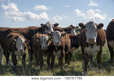 Laesoe Denmark - July 28 2017: A herd of free range cows on green pasture farmland in rural Laesoe island Denmark.