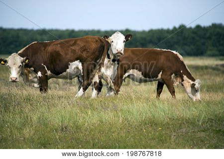 Laesoe Denmark - July 25 2017: A herd of free range cows on green pasture farmland in rural Laesoe island Denmark.