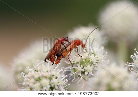 Macro shot of the beetles - vermination