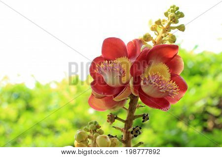 Sala Flora Or Shorea Robusta Flower