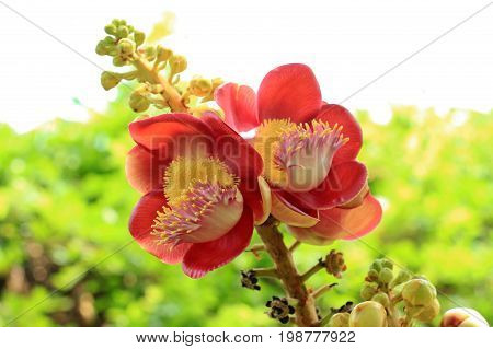Sala Flora Or Shorea Robusta Flower