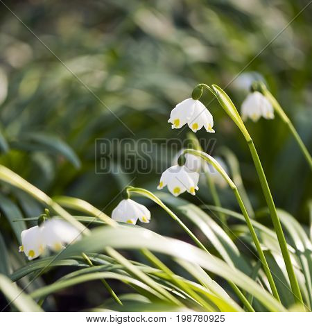 Several snowflakes (snowbells dewdrops) blooming in the spring