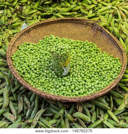 Green peas, Pisum sativum, being sold at the local food market.