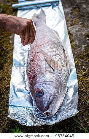 Preparing Big Dentex Fish For Barbecue Cooking On Picnic Outside.
