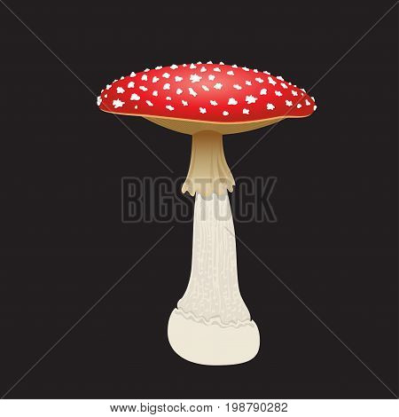 Fly agaric mushroom isolated on black background. Vector