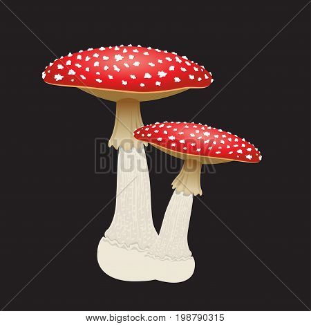 Two fly agaric mushrooms isolated on black background. Vector