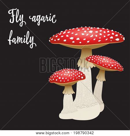 Three fly agaric mushrooms isolated on black background. Vector
