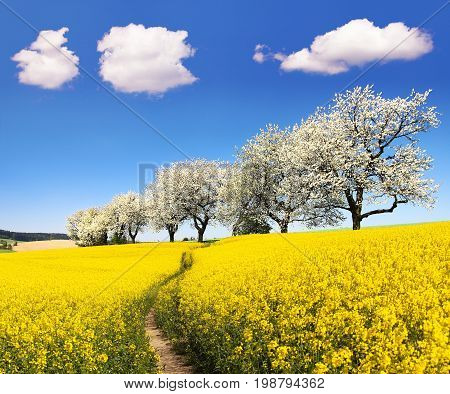 Rapeseed canola or colza field with parhway and alley of flowering cherry trees - Brassica Napus - rape seed is plant for green energy and oil industry - spring time view
