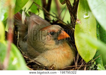 A close-up of a female cardinal in the nest sitting on her hours old newborn chicks