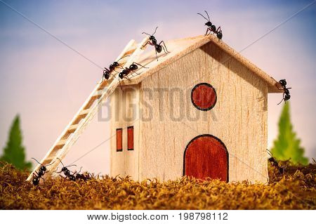 Ants build a house with ladder, teamwork concept