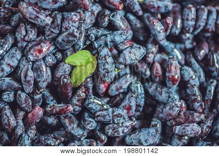 Fresh Honeysuckle Blue Berry Fruits With Leaf On A Wooden Background
