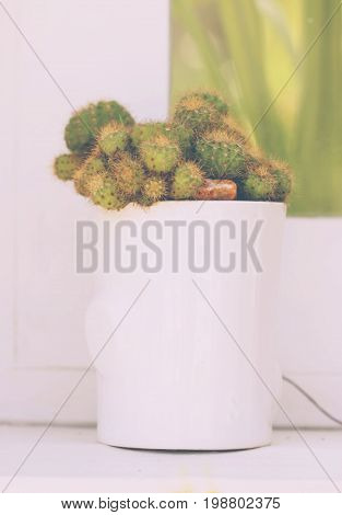 Single Of Cactus Plant Beside Window Vintage Style
