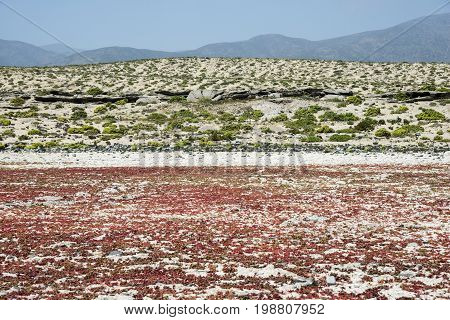 Flowering Desert In The Chilean Atacama