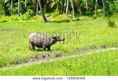 Big buffalo on green grass pasture. Asian agriculture travel photo. Carabao farm animal in Philippines. Buffalo bull on pasture. Green grass meadow in sunshine. Asian village scene. Domestic animal