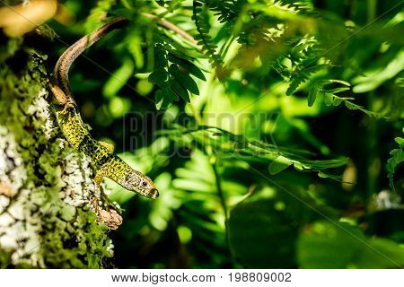 Iberian emerald lizard sunbathing over a tree with Royal ferns on the background