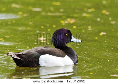 duck in natural habitat (aythya fuligula). portrait of swimming male tufted duck