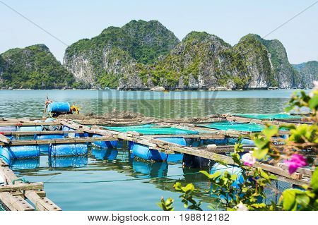 Fisherman Village And Fishpond Near Cat Ba Island, Vietnam