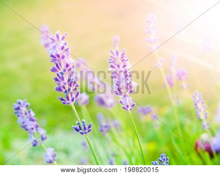 Levander, aka levandula, violet flowering plant in the green garden.