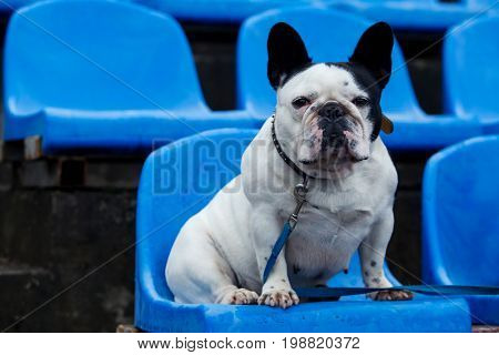 Dog breed French Bulldog sitting on a blue armchair