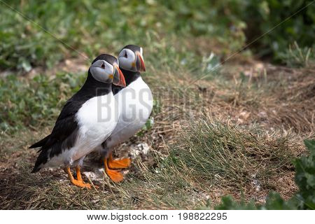 Atlantic Puffin (Fratercula arctica) in the wilds of coastal Northern UK
