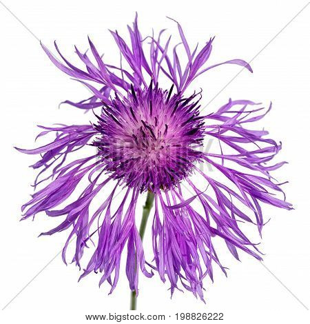 Centaurea flower isolated on white background top view