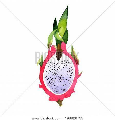 Exotic pitaya healthy food in a watercolor style isolated. Full name of the fruit: pitaya. Aquarelle wild frukt for background, texture, wrapper pattern or menu.