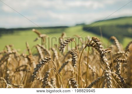 Photo of grain field with selective focus and green hills with blue sky in the background