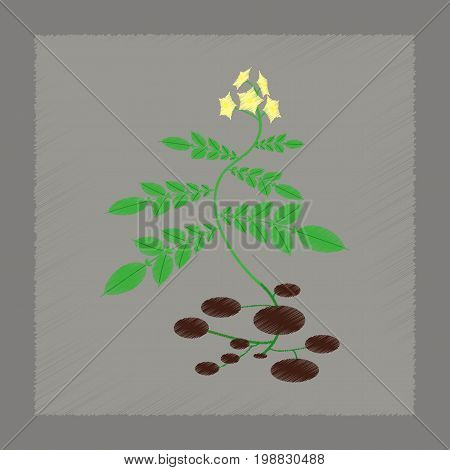 flat shading style Illustrations of plant Solanum