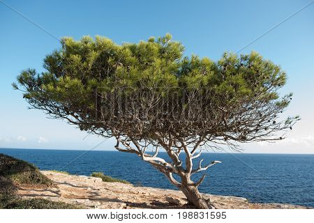 Gnarled pine in the evening sun in the Steilküste of Majorca