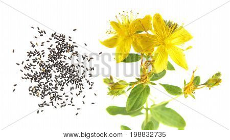 Seeds and flower of Saint Peter's wort (Hypericum tetrapterum) isolated on white background