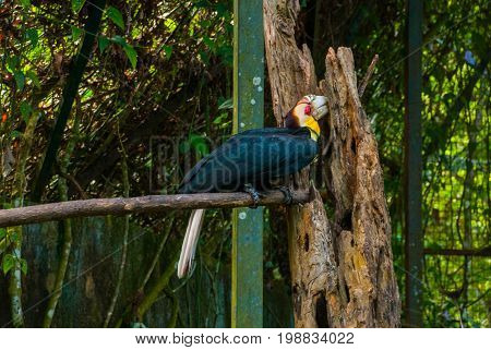 Side View Of Rhinoceros Hornbill Bird Head Shot