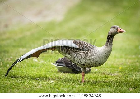Goose Standing On One Leg With Large Wings