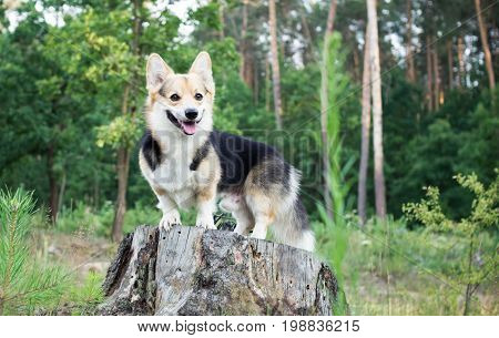 Dog breed Welsh corgi pembroke for a walk in the beautiful forest.