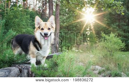 Dog breed Welsh corgi pembroke for a walk in the beautiful forest.