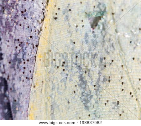 Drawing on a butterfly wing as a background. macro
