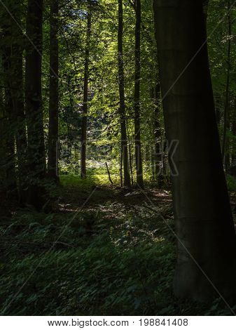 view into the light from the dark beechwood forest