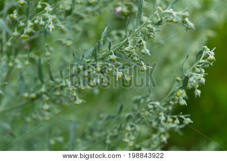 Wild Sagebrush Macro Photo.