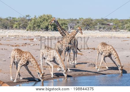 Namibian giraffes giraffa camelopardalis angolensis drinking water at a waterhole in Northern Namibia
