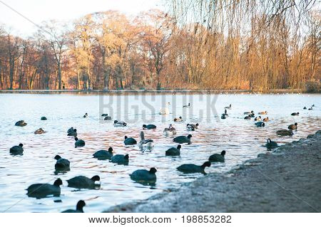 Image of the lake view with ducks and swan during autumn season in Englischer Garten or English Garden in Munich, Germany.