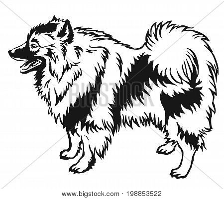 Decorative portrait of standing in profile Keeshound vector isolated illustration in black color on white background